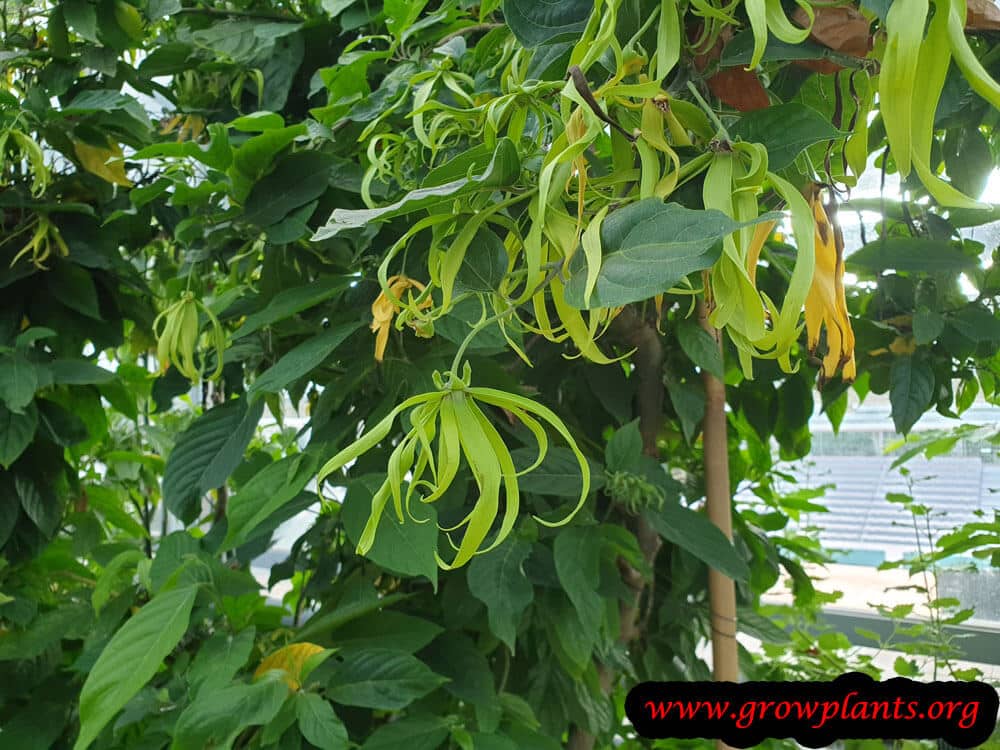 Ylang ylang tree blooming informatin