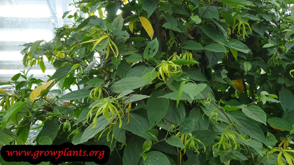 Growing Ylang ylang tree