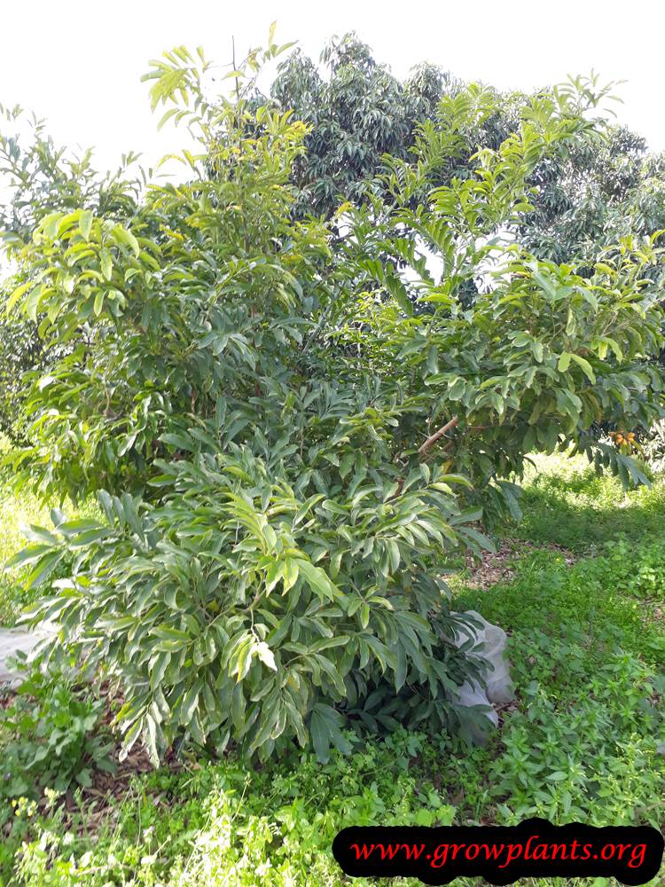 Ylang ylang vine How to grow & care