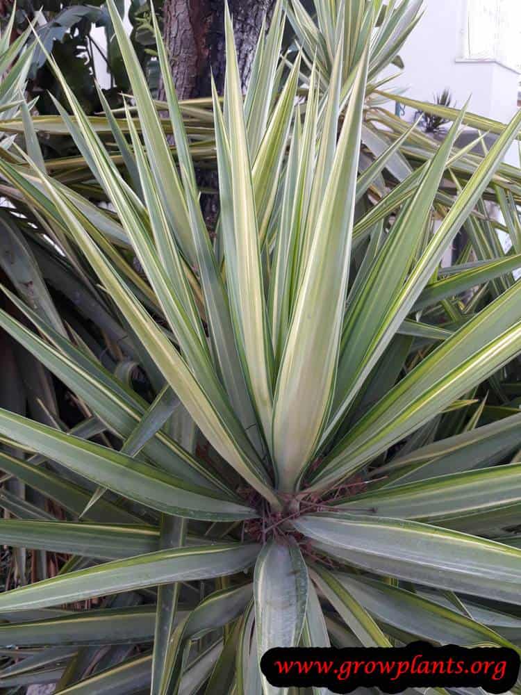 Yucca elephantipes