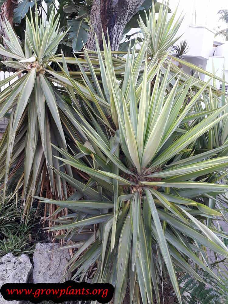 Yucca elephantipes planting season