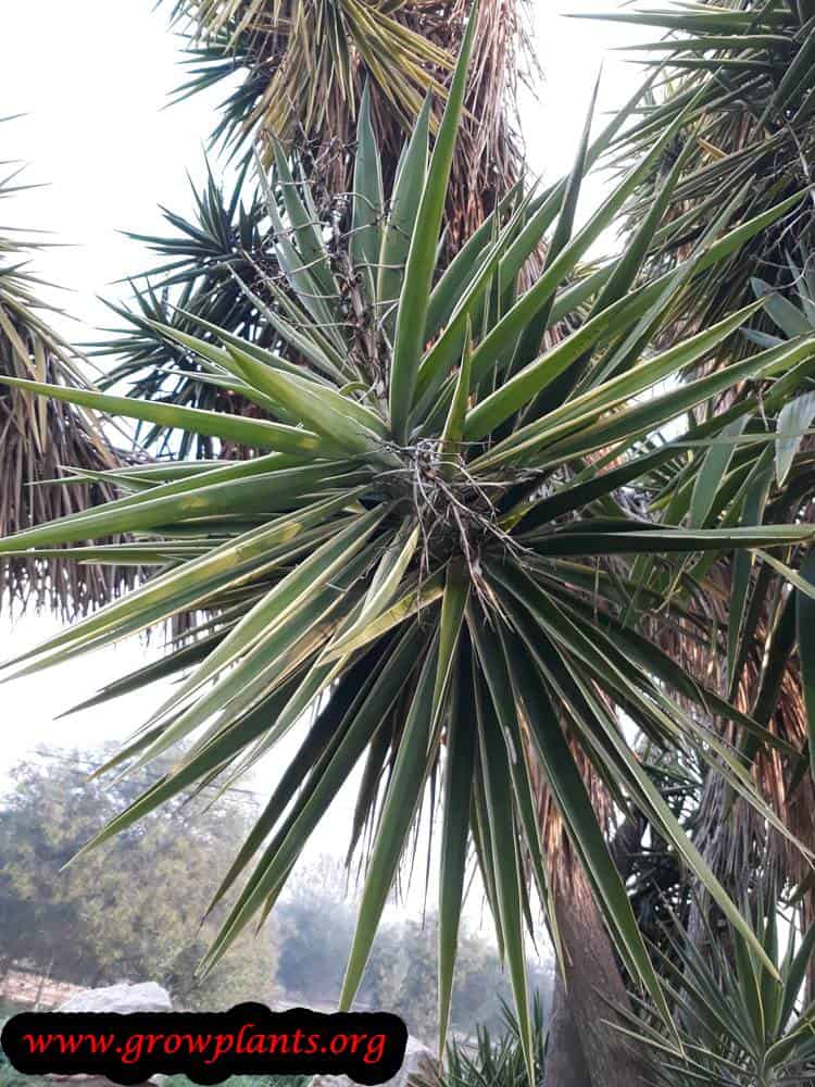 Yucca elephantipes planting