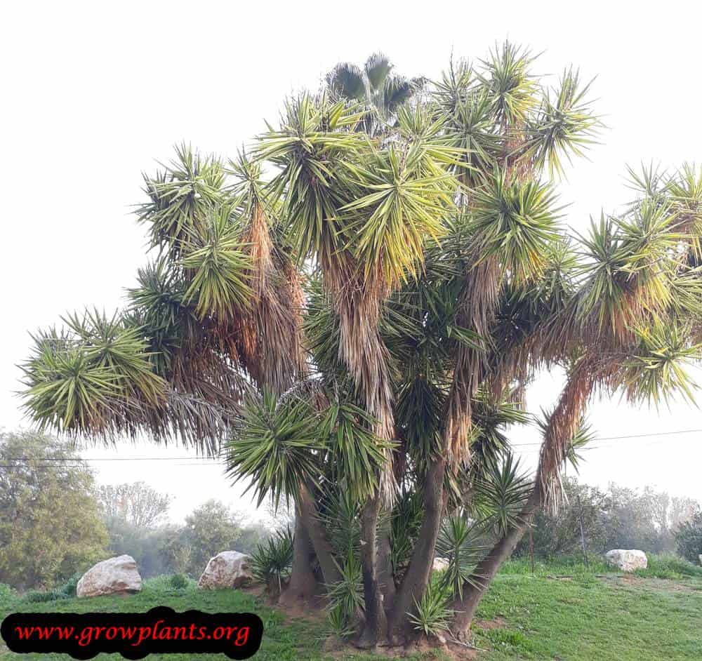 Yucca elephantipes succulent