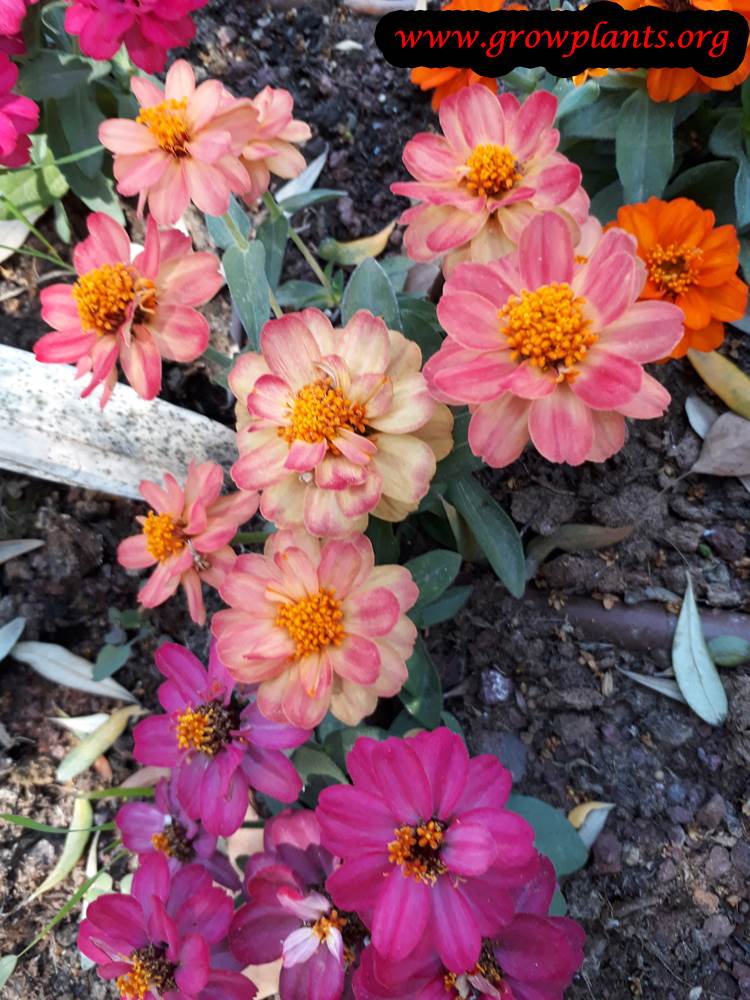 Common zinnia