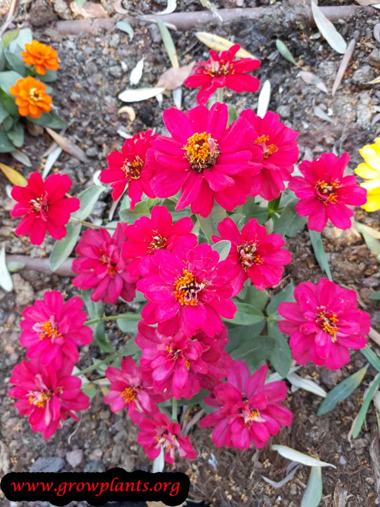 Common zinnia flowers