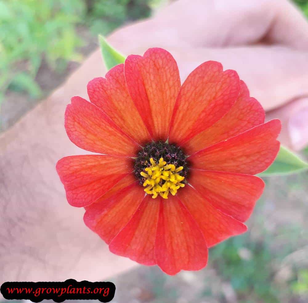 Zinnia peruviana