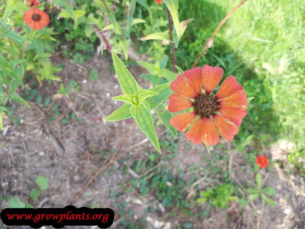 Zinnia peruviana plant
