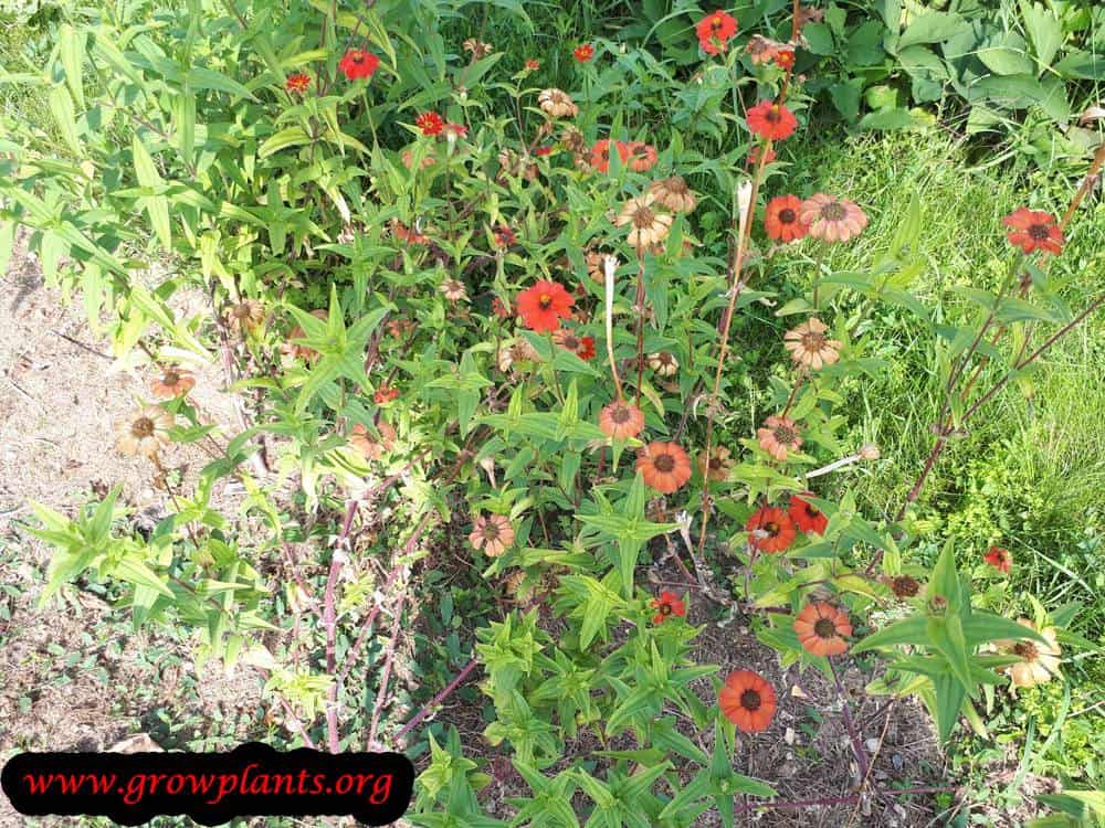 Zinnia peruviana plant care