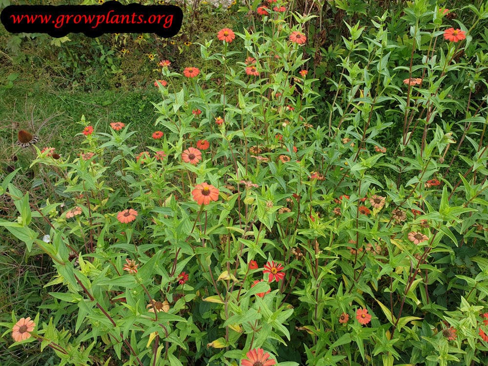 Zinnia peruviana grow and care