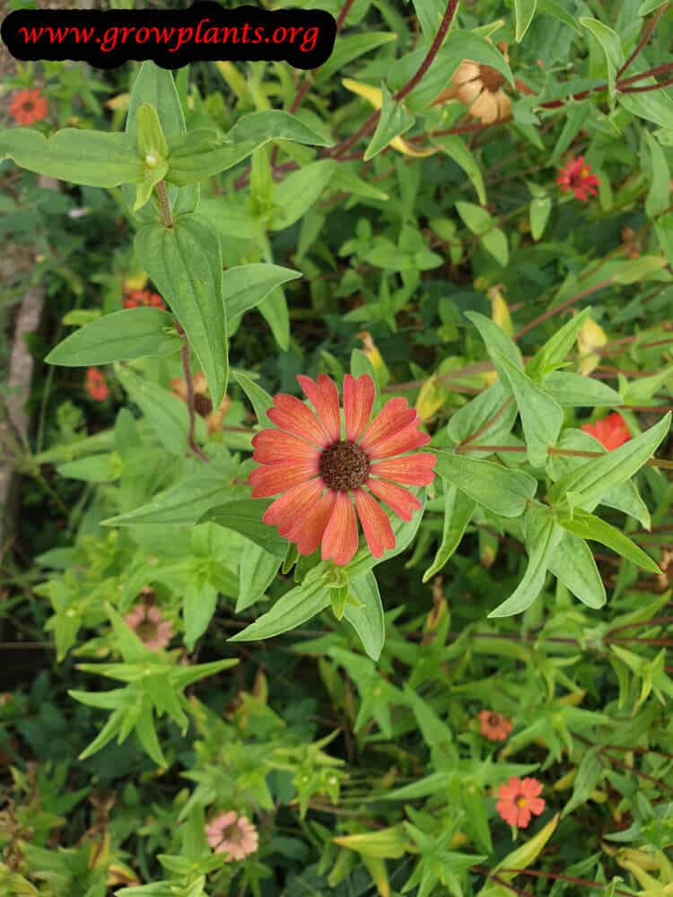 Growing Zinnia peruviana