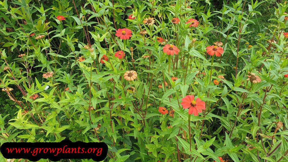 Zinnia peruviana blooming season