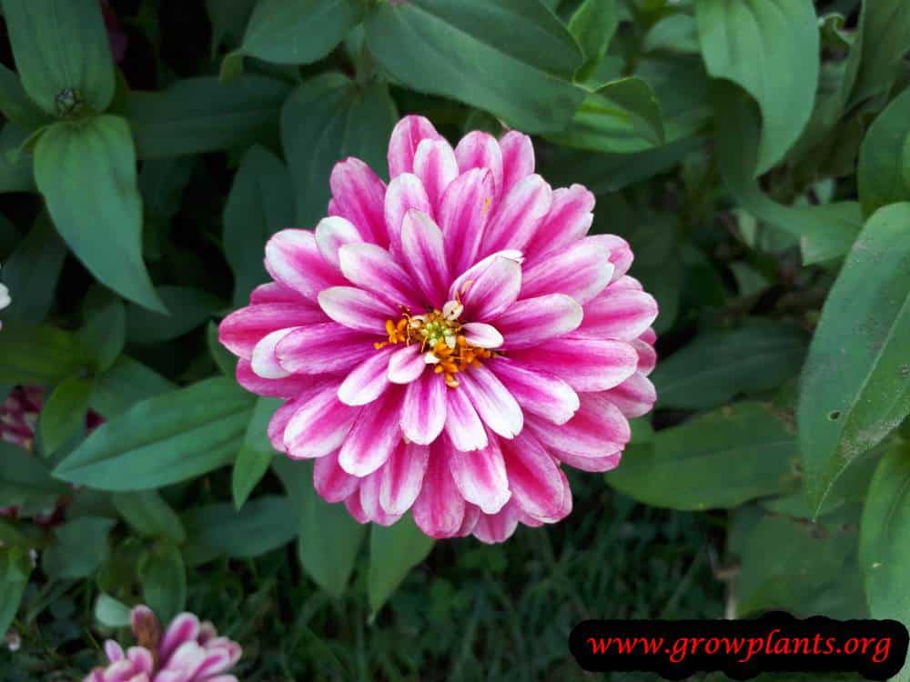 Growing Zinnia zahara