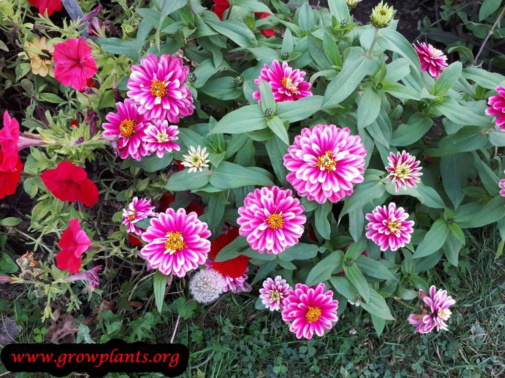 Zinnia zahara plant care