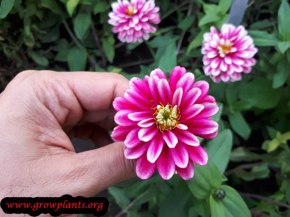 Zinnia zahara flower