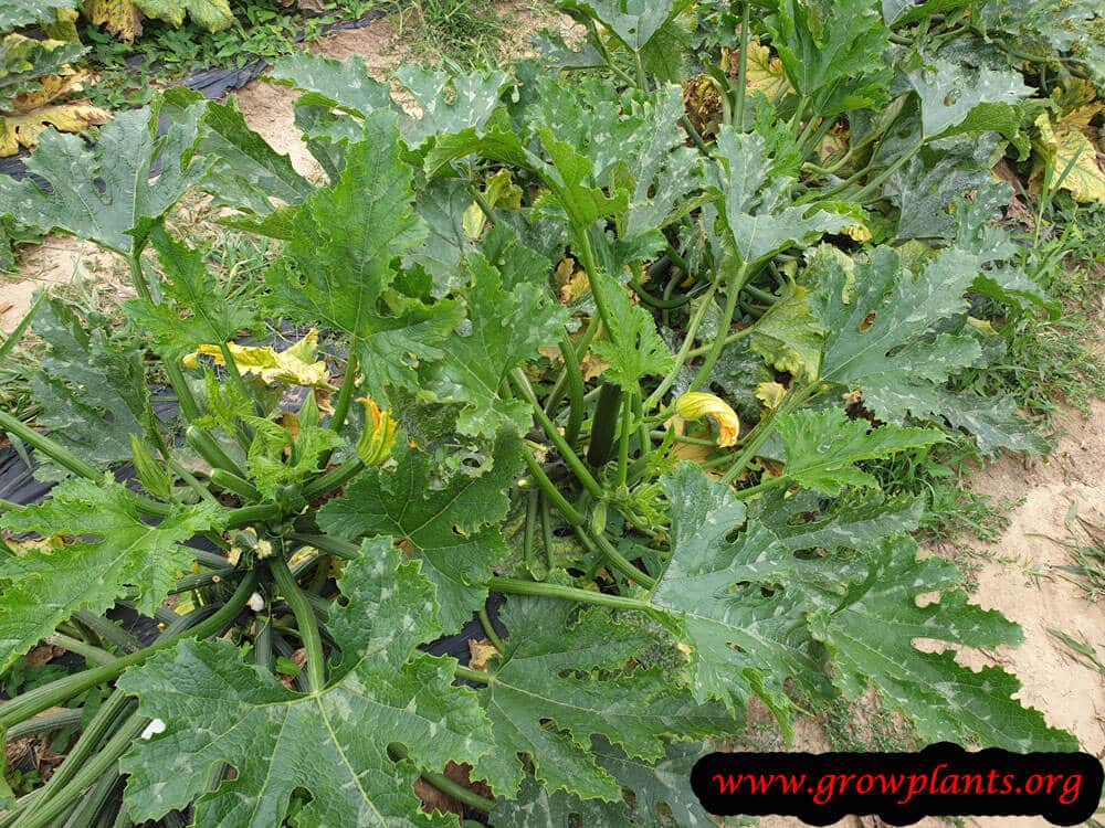 Zucchini plant care