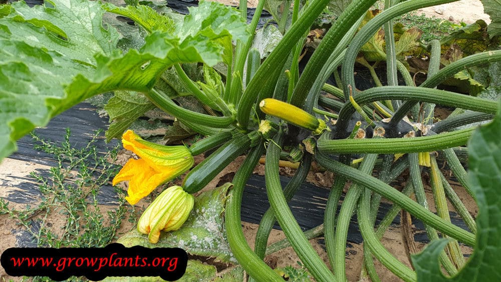 Zucchini plant harvest